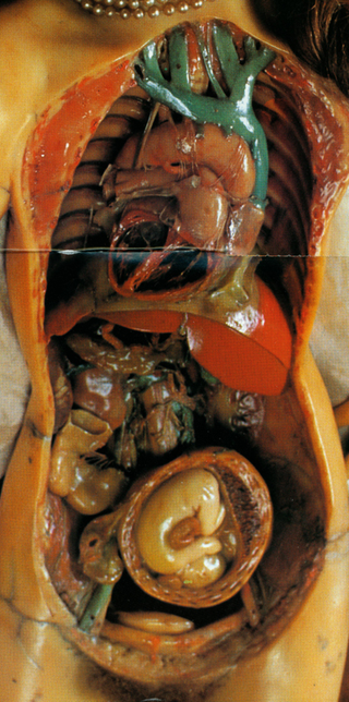 Illustration for article titled Wax anatomical figures are the stuff of nightmares